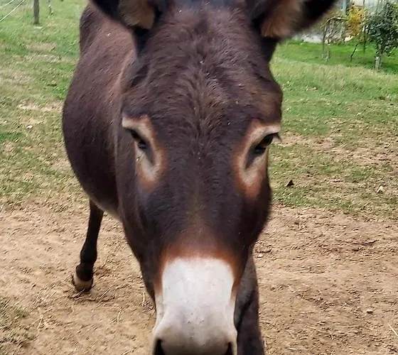 Kuca Za Odmor Marija * Pula